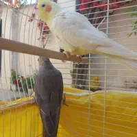 یک جفت عروس هلندی تخم گذار الان هم  تخم گداشته|پرنده|کوچصفهان, |دیوار