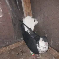 سبز پولکی . سده سیاه . سده افشون|پرنده|سبزوار, قصبه شرقی|دیوار