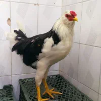 خروس