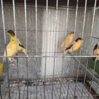 قناری نر بخون جوان|پرنده|گلپایگان, |دیوار