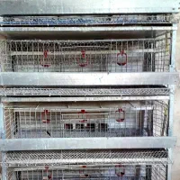 قفسه بزرگ بلدرچین|لوازم جانبی حیوانات|نکا, |دیوار