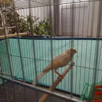 قناری نر سوپر