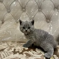 بریتیش واسکاتیش بلو
