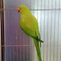 فروش یامعامله طوطی ملنگو رام وسخنگو با جفت گرینچیگ