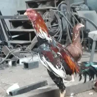 ۹تا جوجه لاری از نژاد ترک و افغان