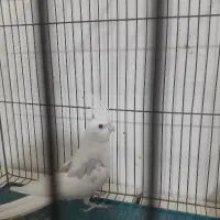 آلبینو دوکت نر