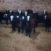 گوسفند ژن دار عتیقه شال بره ماده میش قوچ|حیوانات مزرعه|شیراز, آبیاری|دیوار