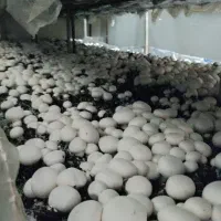 رهن و اجاره سالن قارچ 35 تنی