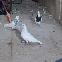 کبوتر|پرنده|دزفول, |دیوار