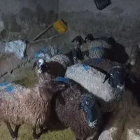 کاور ماده سالم و شیک