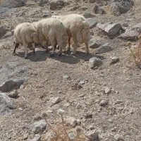 قورچ|حیوانات مزرعه|دورود, |دیوار