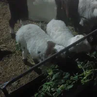 میش زایده ۳عدد