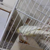 جفت عروس هلندی|پرنده|ایرانشهر, |دیوار