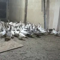 فروش غاز های نر و ماده|حیوانات مزرعه|صباشهر, |دیوار