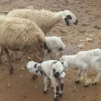 بز دوقولوزا با جفت کهره نر  شیشک زه نکرده آبستن|حیوانات مزرعه|مرودشت, علی‌آباد‎|دیوار