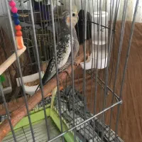 عروس هلندی|پرنده|تهران, شهرک امام خمینی|دیوار