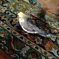 عروس هلندی دستی سالم و سرحال با قفس محکم و خوب