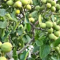 باغ-گردو