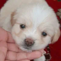 واگذاری سگ شیتزو پامر