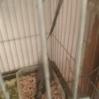 عروس روی جوجه و تعدادی قفس  ب قیمت|پرنده|قزوین, |دیوار