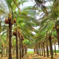 درختان واشنگتن پالم ویلا باغ زمین