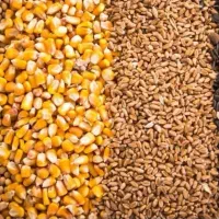 کارشناس فروش حرفه ای