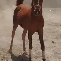 کره مادیون کرد