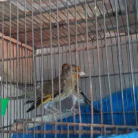 دو عدد سهره قناری ۳ ماه تازه رنگ انداخته