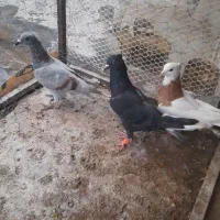 ۳تا گرفتنی  طوقی زرد  زاغ دمسفید. آبگول