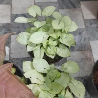 انواع خاک تخصصی و آپارتمانی گل گیاه آپرتمانی