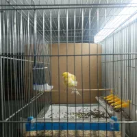 قناری فری پاریسی