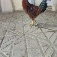 خروس دورگه 11ماهه