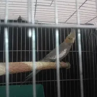 جفت مرغ عشق مولد بایه ماده طوطی عروس