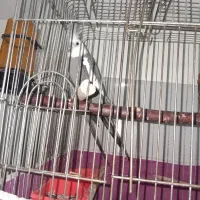 عروس هلندی نر|پرنده|الوند, |دیوار