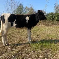 لیشه گاو شکم داردورگ سمینتال با گوساله اصیل|حیوانات مزرعه|گوراب زرمیخ, |دیوار