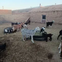 بز زاییده جوان|حیوانات مزرعه|سبزوار, قصبه غربی|دیوار