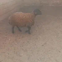 بره قوچ همو