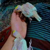 جوجه عروس هلندی