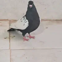 کفتر سینه سیاه کوتوله برزیلی