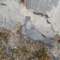 الماسی طوق سفید