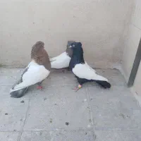 کبوتر رنگه