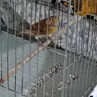 یاسمین قناری