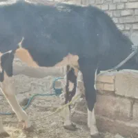 گاو یا گوساله ماده