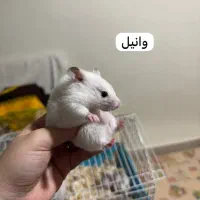 تعدادی همستر زیبا و باهوش|موش و خرگوش|تهران, حبیب الله|دیوار