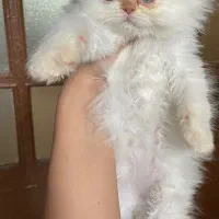 واگذاره گربه