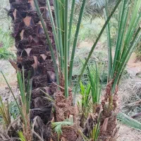 فروش پاجوش نخل