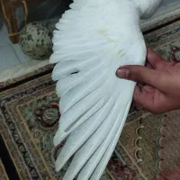 طوقی سفید ماده|پرنده|آستارا, |دیوار
