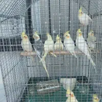 عروس هلندی