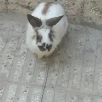 خرگوش اروم بازیگوش