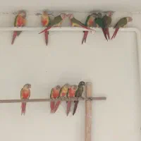 گیرینچیک نروماده
